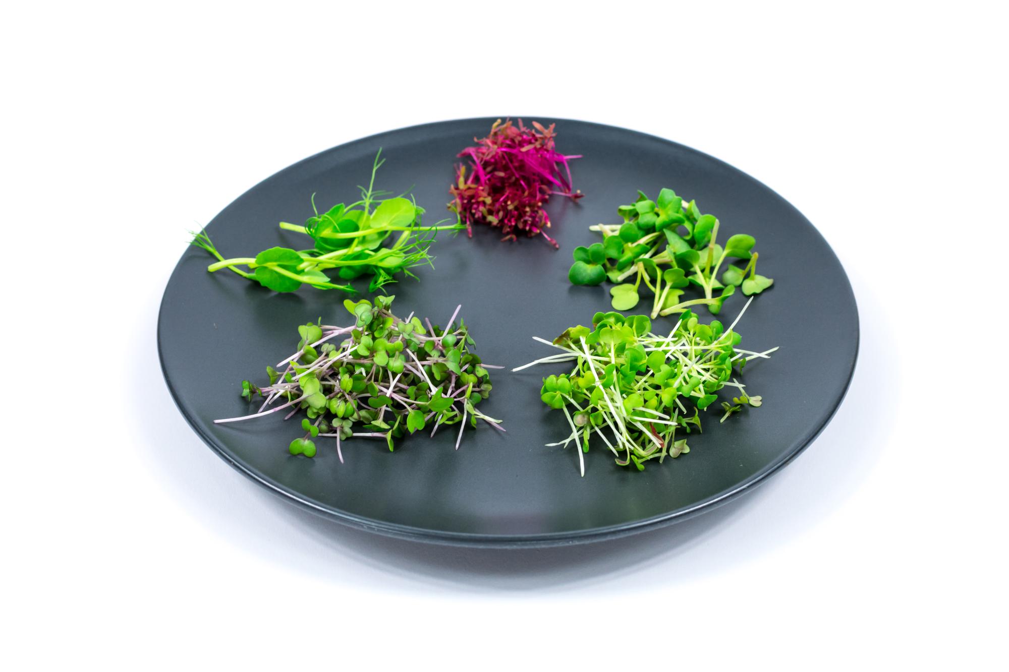 Plated seasonal salad with bright microgreens